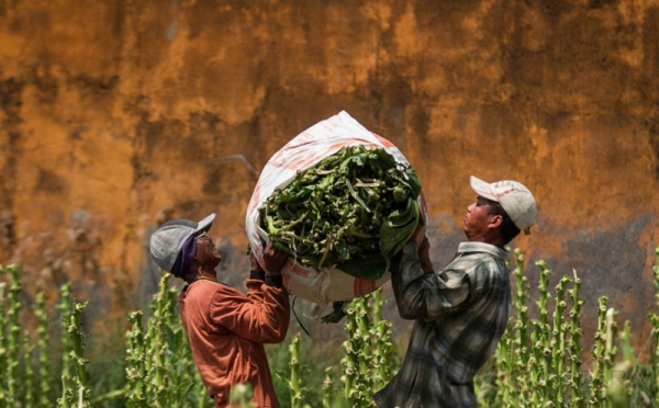 Industri Rokok Minta Kebijakan Konsisten untuk Ekonomi 2026