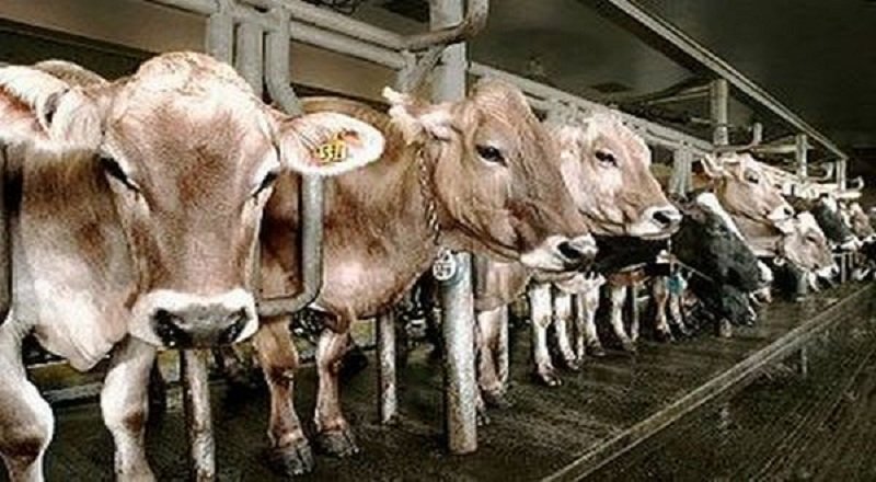Lima Jenis Sapi Paling Mahal di Indonesia yang Perlu Diketahui