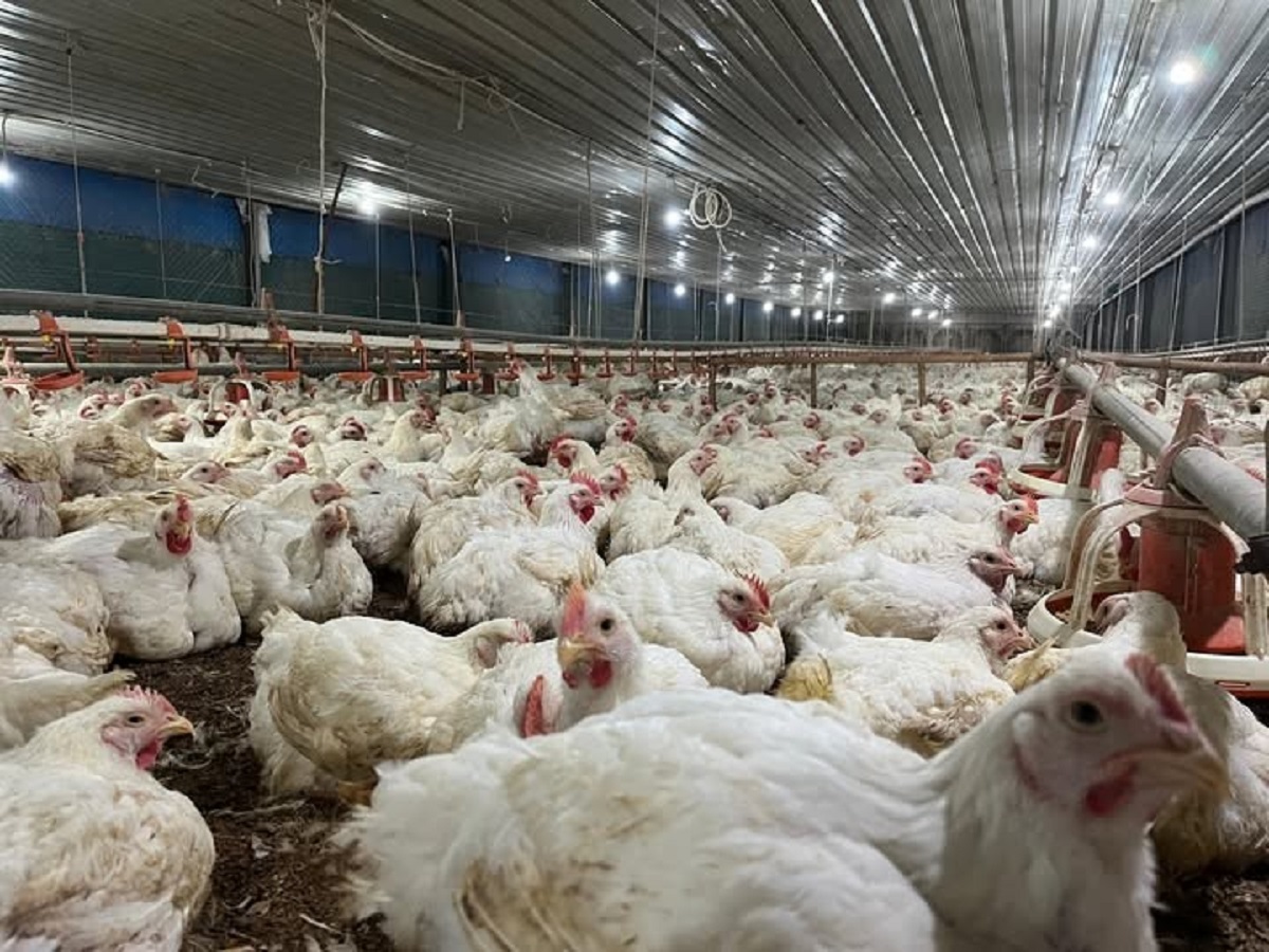 Harga Ayam Hidup Turun Drastis, Bapanas Tanggapi Isu ini