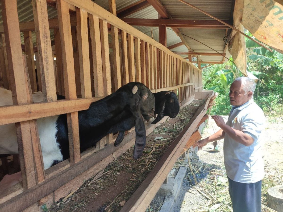 Pendapatan Jutaan Rupiah Melalui Kambing Etawa sebagai Sumber Baru