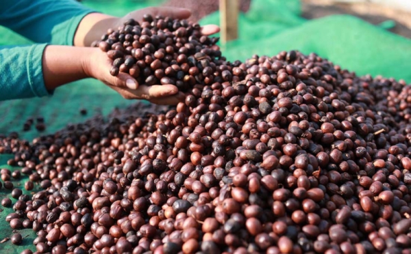 RI Kirim 38,4 Ton Kopi ke Tiongkok dan Maroko